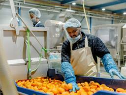 In de fabriek wordt elk jaar ruim tien miljoen kilo sinaasappelschillen verwerkt (foto: PeelPioneers).