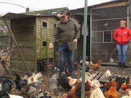 Haantjes massaal gedumpt in Altena, opvang van de dierenambulance zit bomvol (foto: Omroep Brabant).