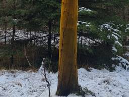 Portugese alg op een dode boom (foto: Gerrit Zwetsloot).