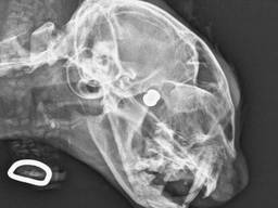 Kat met kogel in oog (foto: politie).