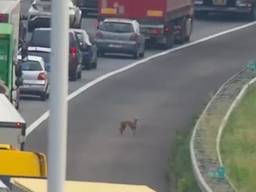 Een van de honden (foto: Twitter Rijkswaterstaat Verkeersinformatie)