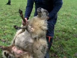 Schapenhouder Bart legt uit hoe een omgevallen schaap overeind zet.