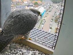 De slechtvalk op de toren van de Petruskerk in Vught kijkt uit over de Dorpsstraat.