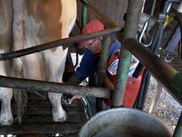 Boer Tini melkt nog één keer zijn koeien (foto: Dtv Nieuws).