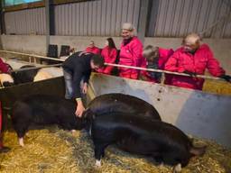 Biggetjes knuffelen geeft vakantie van dementerende extra glans