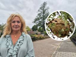 Jolanda Reuser voor de boom met daarin het nest Aziatische hoornaars (foto: Collin Beijk).