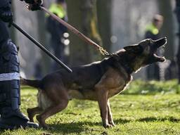 Een politiehond heeft een inbreker gebeten (foto: ANP/archief).