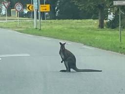 De wallaby in Asten.