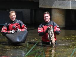 De geschrokken kat werd door brandweermannen naar haar baasjes gebracht. 