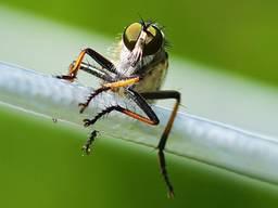 Een prachtige macro opname van een bosrandroofvlieg, wakend vanuit de draad van een droogmolen (foto: Jan van Esch).