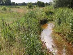 De Kleine Beerze ten zuiden van Vessem: een smalle en kronkelende beek.