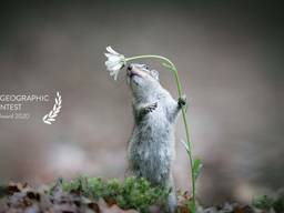 Eekhoorn ruikt aan bloem: 5 tips voor mooie lentefoto's van Alex Pansier