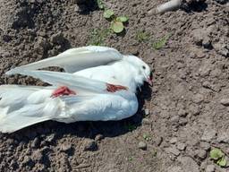 John heeft meer dan honderd dode vogels gefotografeerd (foto: John Roza).