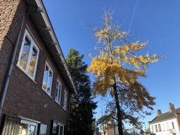 Een in bloei staande Ginkgo biloba in de Monseigneur van Kesselstraat in Vlijmen.