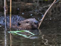 Een bever zwemt sinds een aantal dagen rond in Waalwijk