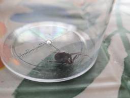 Een grote steatoda (foto  Dave van den Putte).