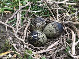 Het complete nest (foto: Jochem Sloothaak/Brabants Landschap).