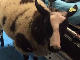 Het gevonden schaap (foto: Facebook Dierenambulance Brabant-Noordoost).