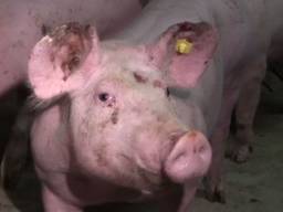 Een van de ziek ogende varkens uit een filmpje van Ongehoord.