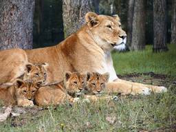 De leeuwenwelpjes waren een publiekstrekker in safaripark Beekse Bergen vorig jaar (foto: Beekse Bergen).