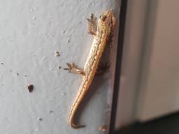 Een salamander (foto: Iris Koreman).