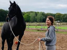 Een van de paarden tijdens een training