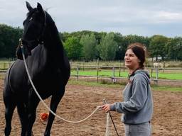 Een van de paarden tijdens een training