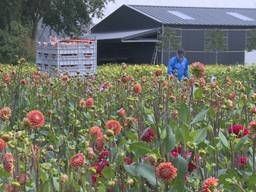 Zonnig nieuws uit corsodorp Zundert: ‘De dahlia’s staan er fantastisch bij’ (Archieffoto)