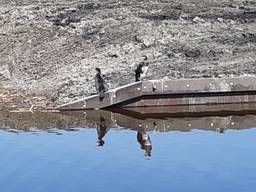 Aalscholvers zien er enigszins uit als prehistorische vogels (foto: Ineke Lindeman).