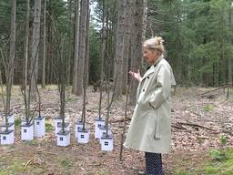 Kunstroute LandArt Brabant dit jaar in Wintelré