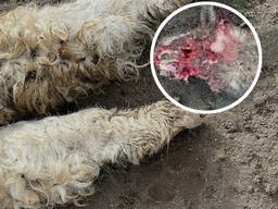 De alpaca's werden gruwelijk toegetakeld (eigen foto).