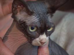 Katten als Osiris mogen straks niet meer worden gehouden (beeld: Omroep Brabant)