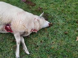 Wolf slaat toe in Steenbergen: drie schapen van Corrie en Erik doodgebeten