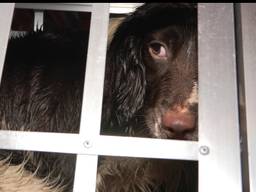 Archiefbeeld van een hond die in beslag werd genomen door de NVWA