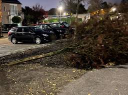 Omgewaaide boom in Dommelen (foto: Jaap Mollen).