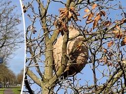 Het hoornaarnest (Foto: Roel Koopmans).