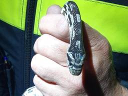 Deze slang zat in een achtertuin in Etten-Leur. (Foto:Politie)