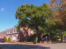 Eeuwenoude Heilige Eik vol mythes genomineerd voor Boom van het Jaar