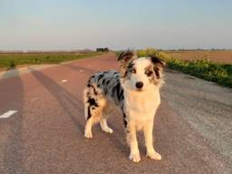 Jaxx wandelt weer door de polder (foto: Joyce Lodders)