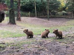 Kleine capibara's bij ZooParc Overloon (foto: ZooParc Overloon). 