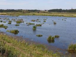 De helft van de stikstof op de Brabantse Wal - hier gezien vanuit de Noordpolder - komt uit België. 