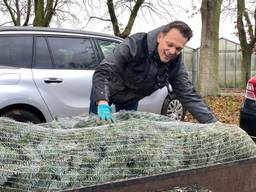 Steeds eerder een kerstboom in huis