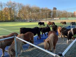 De pony's stonden op een kunstgrasveld (Foto: Hans Meijer). 