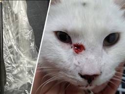 Deze kat werd zaterdag beschoten, met links de kruisboogpijl (foto: Dierenziekenhuis Eindhoven).