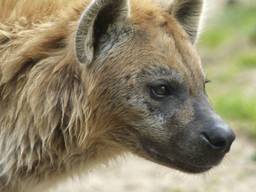 Hyena ontsnapt in safaripark Beekse Bergen