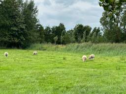 De schaapjes zijn weer thuis (foto: Carlijn Kösters).