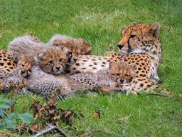 Cheeta Kate met haar welpjes (foto: Beekse Bergen). 