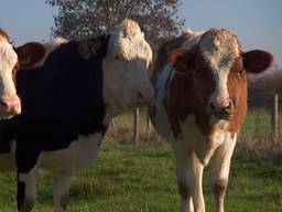 De biologische koeien van boer Eric Lamers.