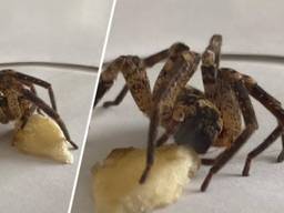 Deze valse wolfspin eet bananen (foto: Jessica en Mitchell).