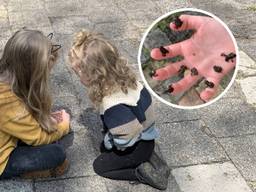 De kinderen van Martijn Konings kijken naar de kikkers.